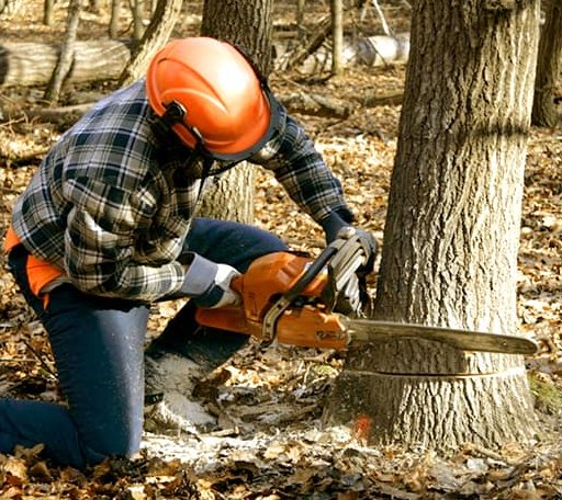 Tree Removal in Amistad, NM